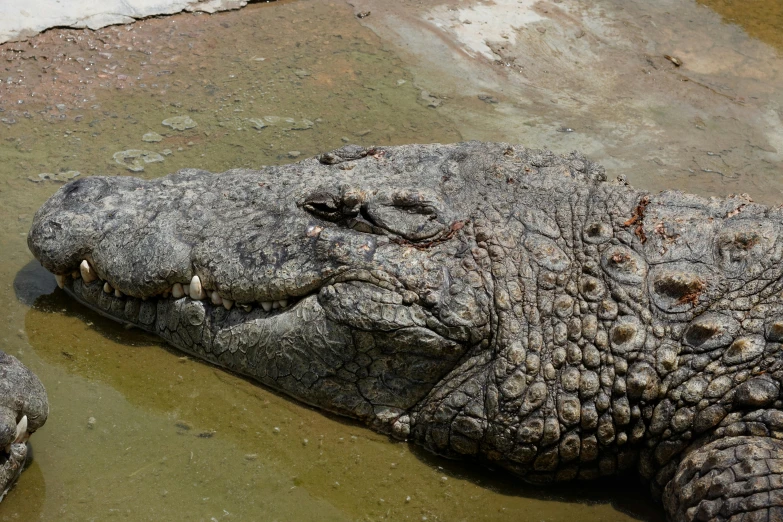 large alligator with head and mouth sitting in water