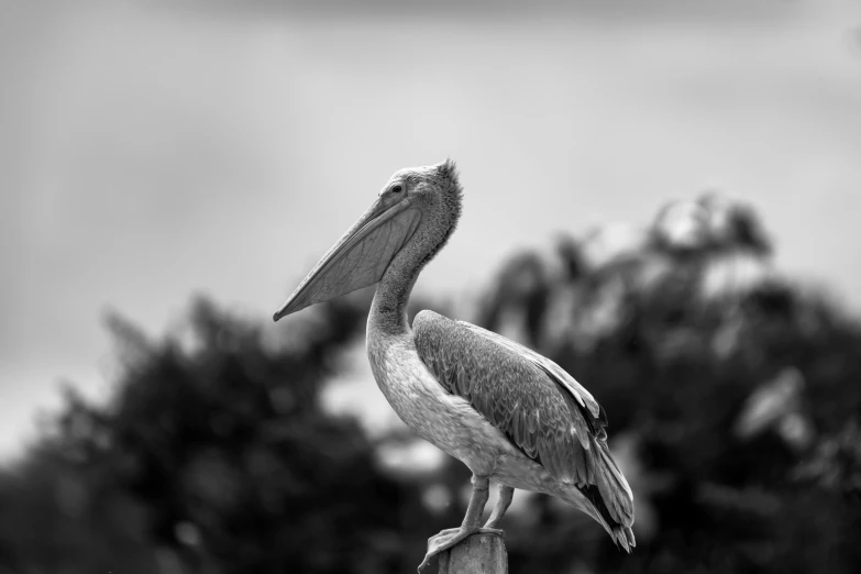 a black and white po of a bird sitting on a nch