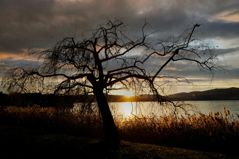 the sun peeking through some dark clouds behind a lonely tree