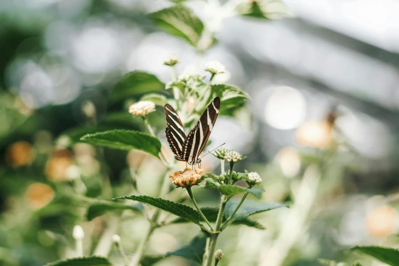 an insect on some plants outside during the day