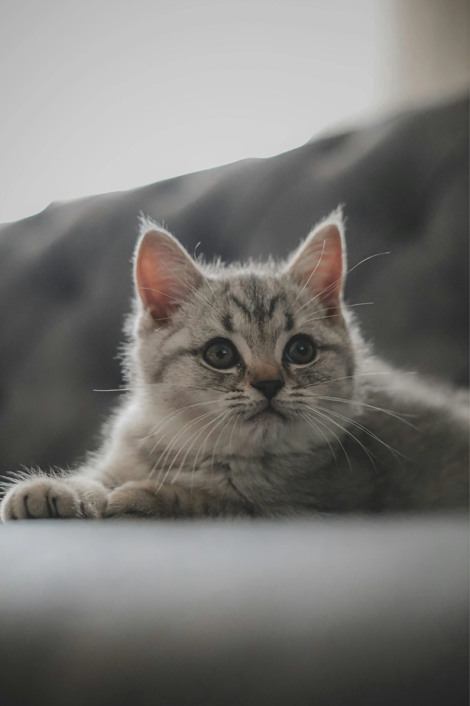 a little kitten laying on top of a sofa