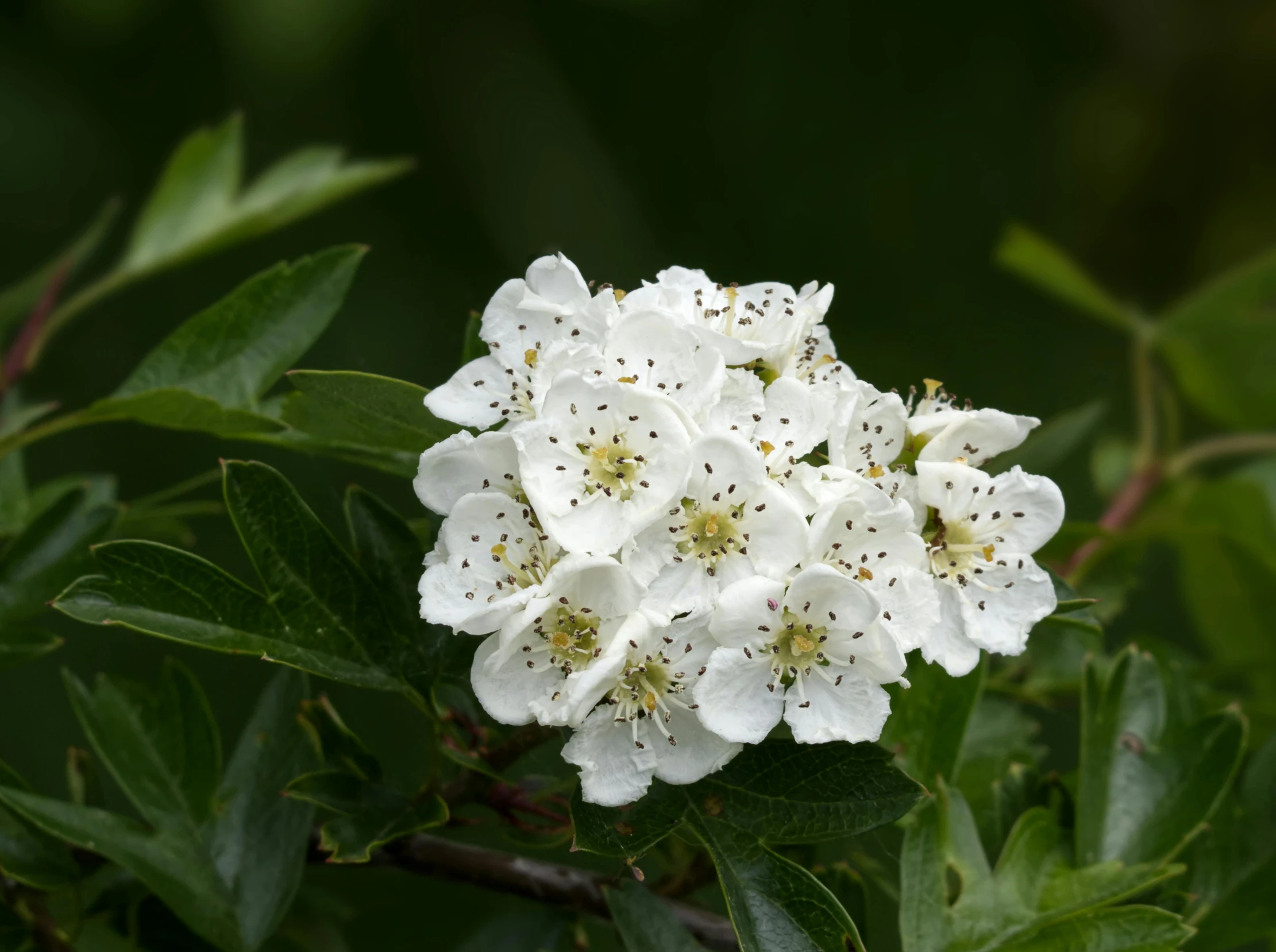 some white flowers and green leaves are close together