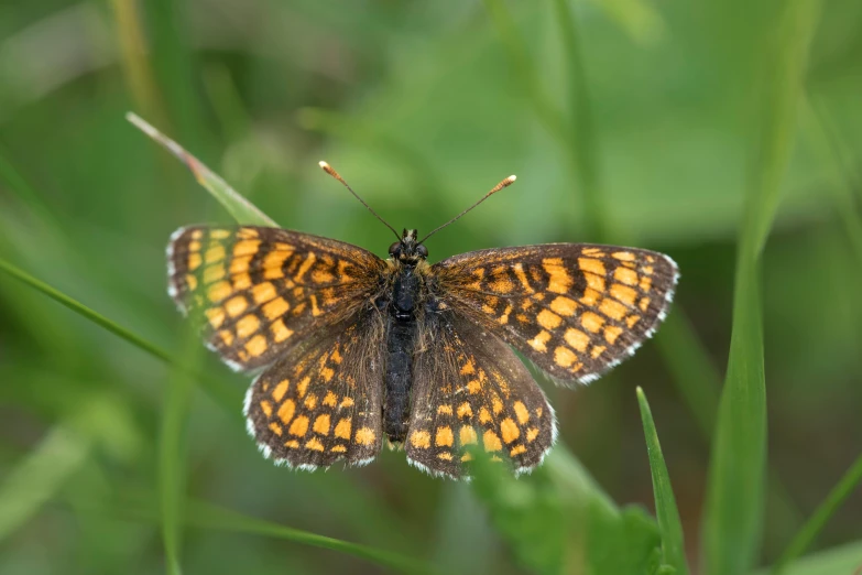 a erfly is sitting on some grass and has yellow spots