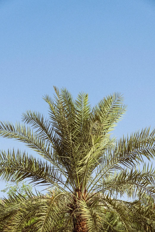 palm tree with some small nches in front of the blue sky