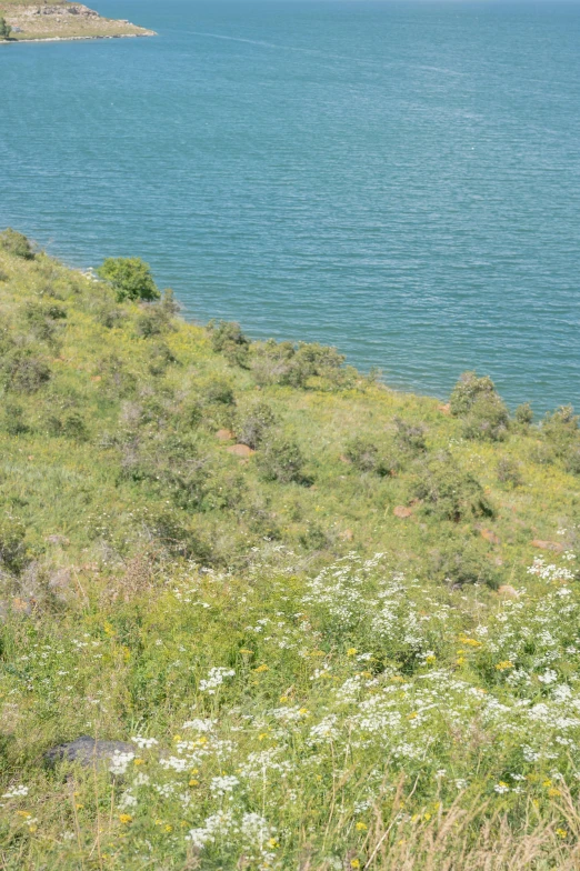 wildflowers in a field by the ocean