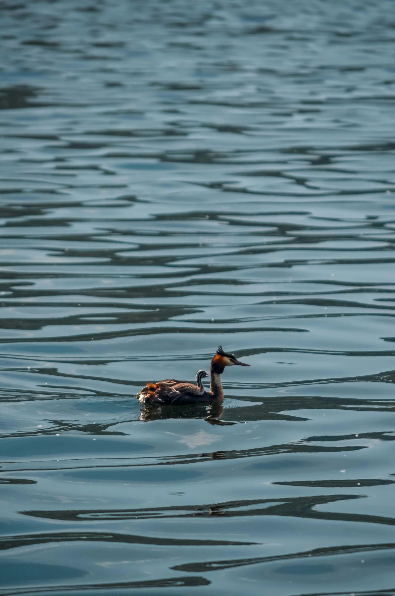 two ducks are floating in the water together