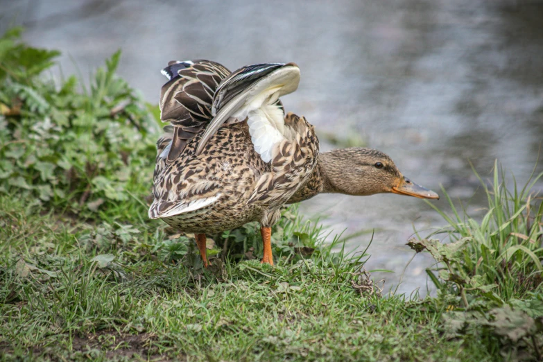 two ducks standing in grass next to a body of water
