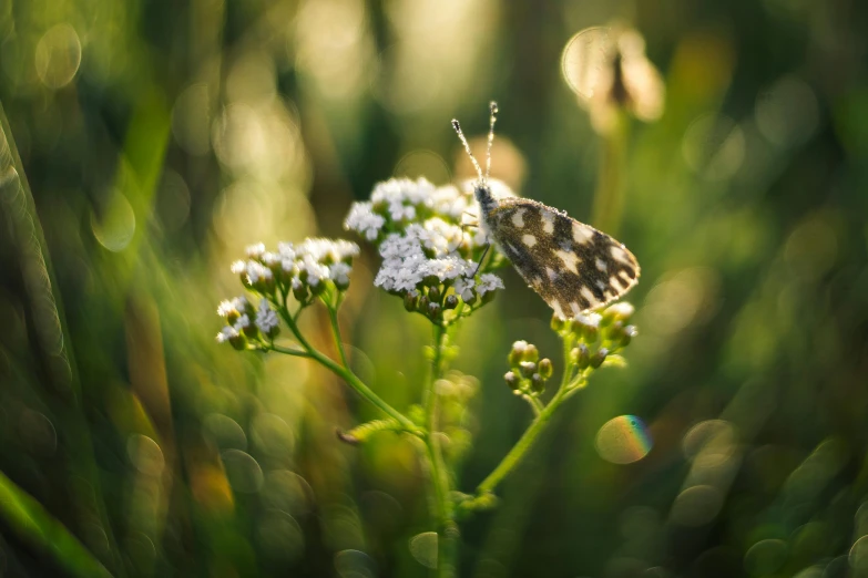 an insect on some white flowers