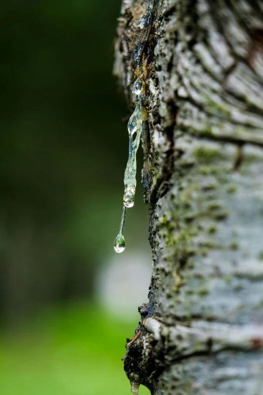 a tree with a nch that has been graft