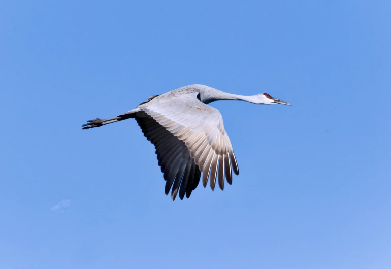 a large white bird in the sky flying