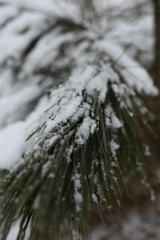 a close up of snow on a pine tree