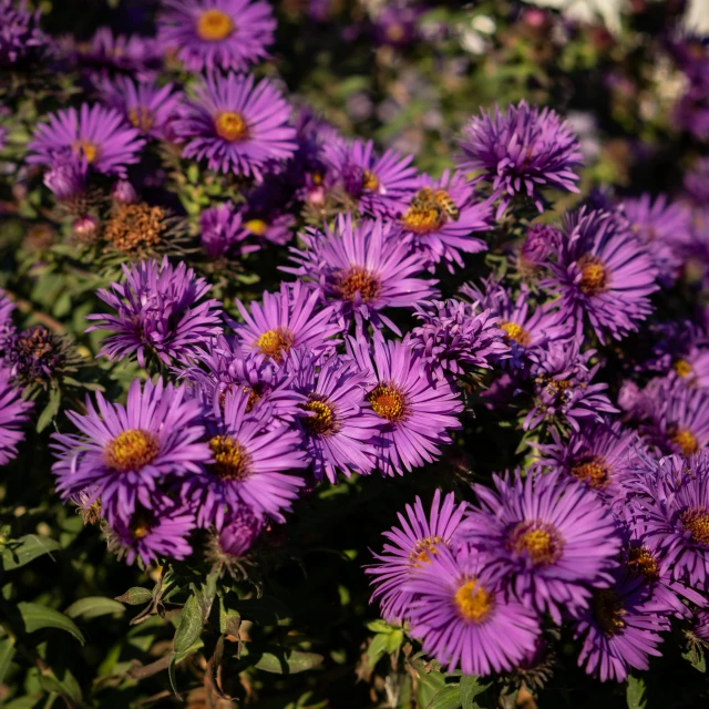 a large group of flowers sitting next to each other