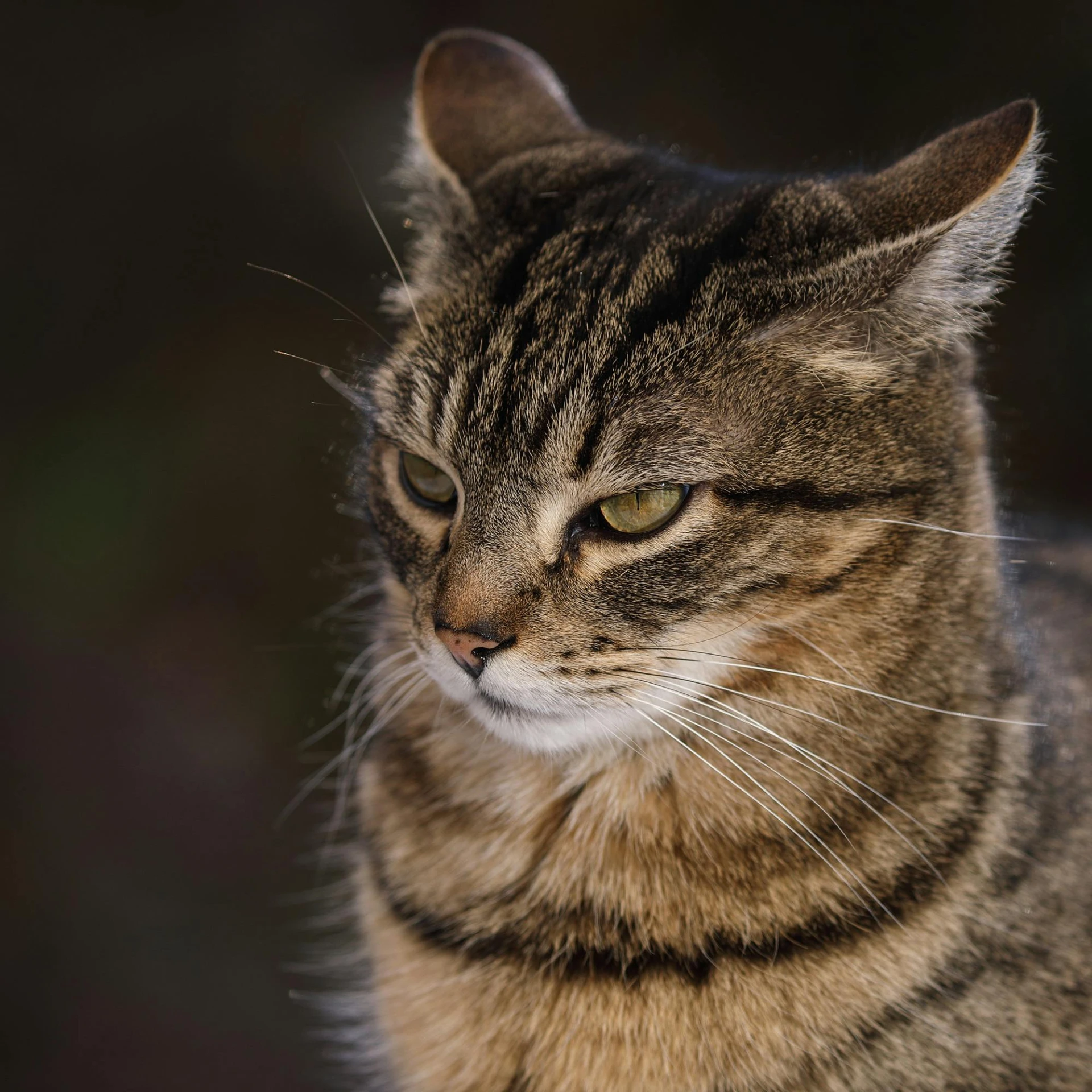 the striped cat is looking away from the camera