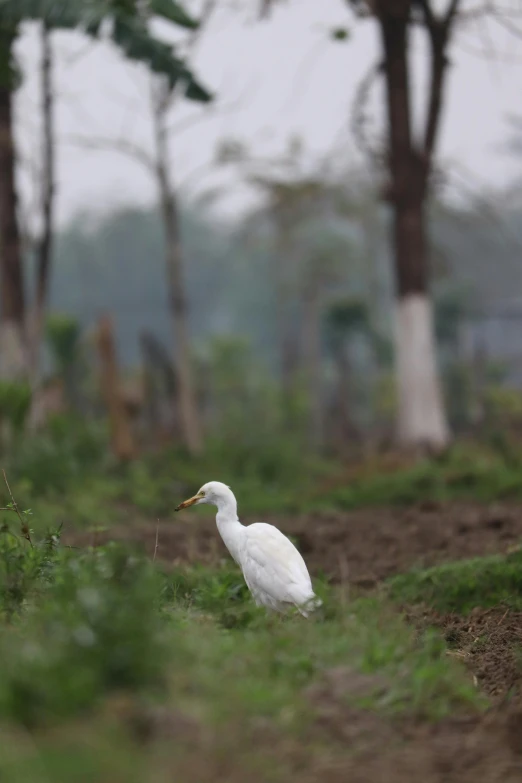 a bird standing in grass near some trees