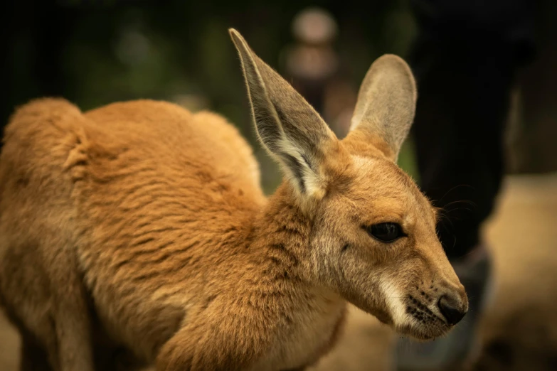 a close up view of an adult kangaroo