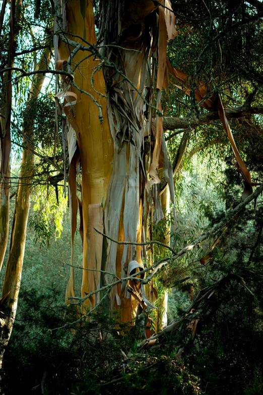 a tree trunk in the middle of the forest