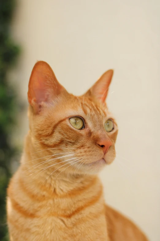 an orange cat with green eyes looking at the camera