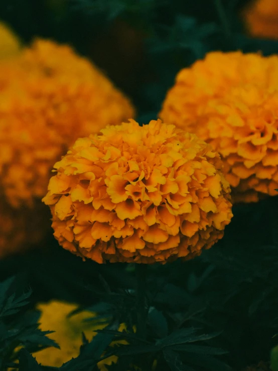 two bright yellow flowers sitting next to each other