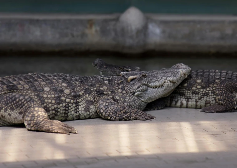 two large crocodiles that are laying on the ground