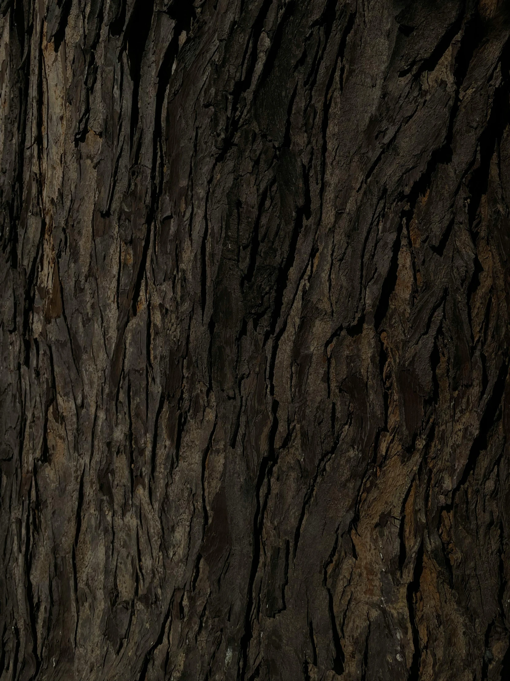 a bear looks at the camera in front of a tree