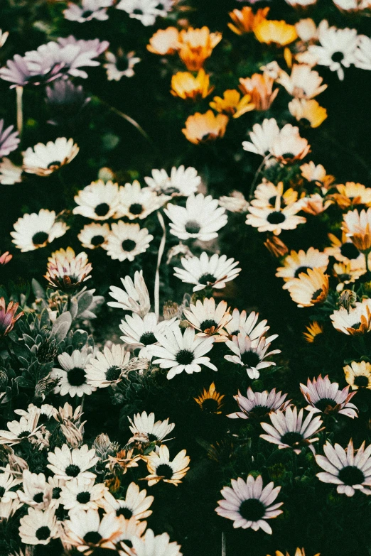 various flowers are arranged together in a garden