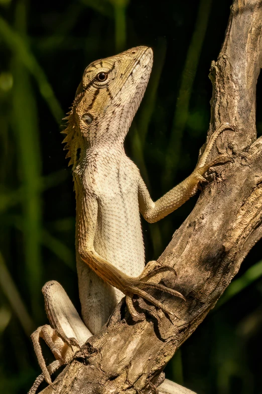 a lizard stands on his hind legs as it leans up against the tree