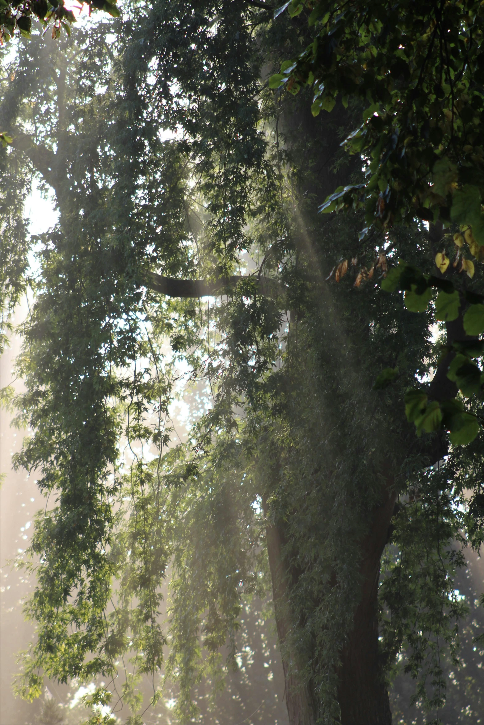 sunlight pouring through the leaves of trees into the air