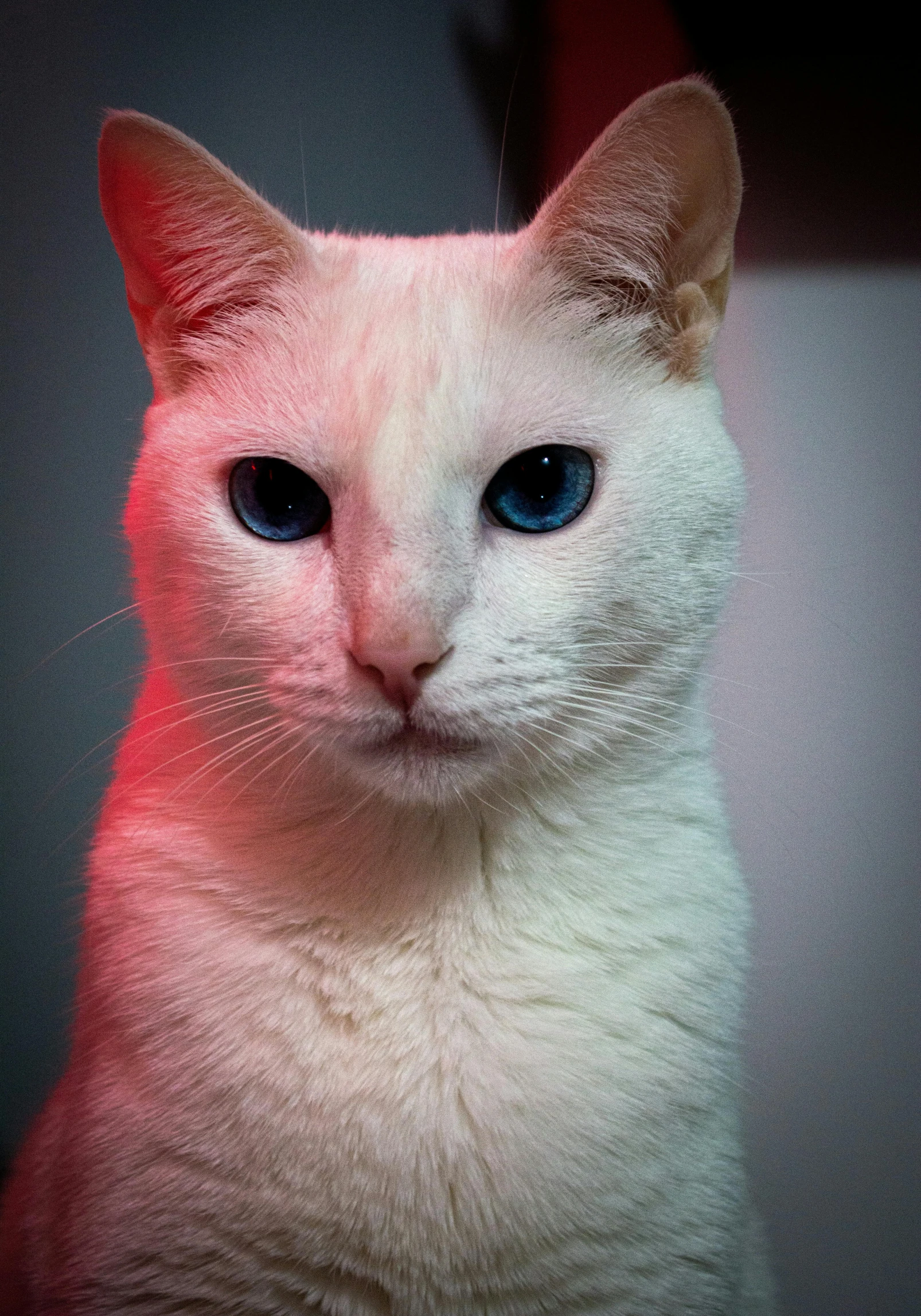 white cat with blue eyes sitting in front of the camera