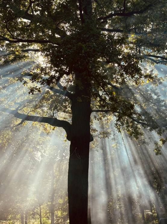 an illuminated tree with sunlight beams coming out from underneath it