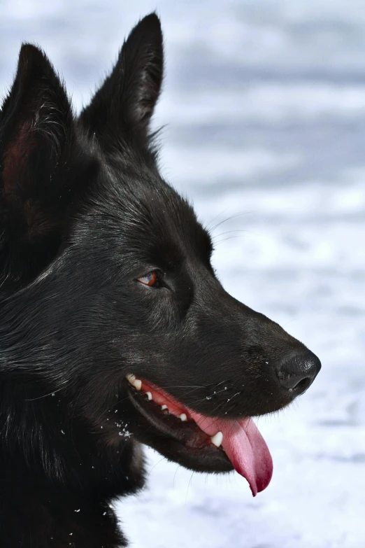 a black dog with red eyes, long ears and an overcoat is in the snow
