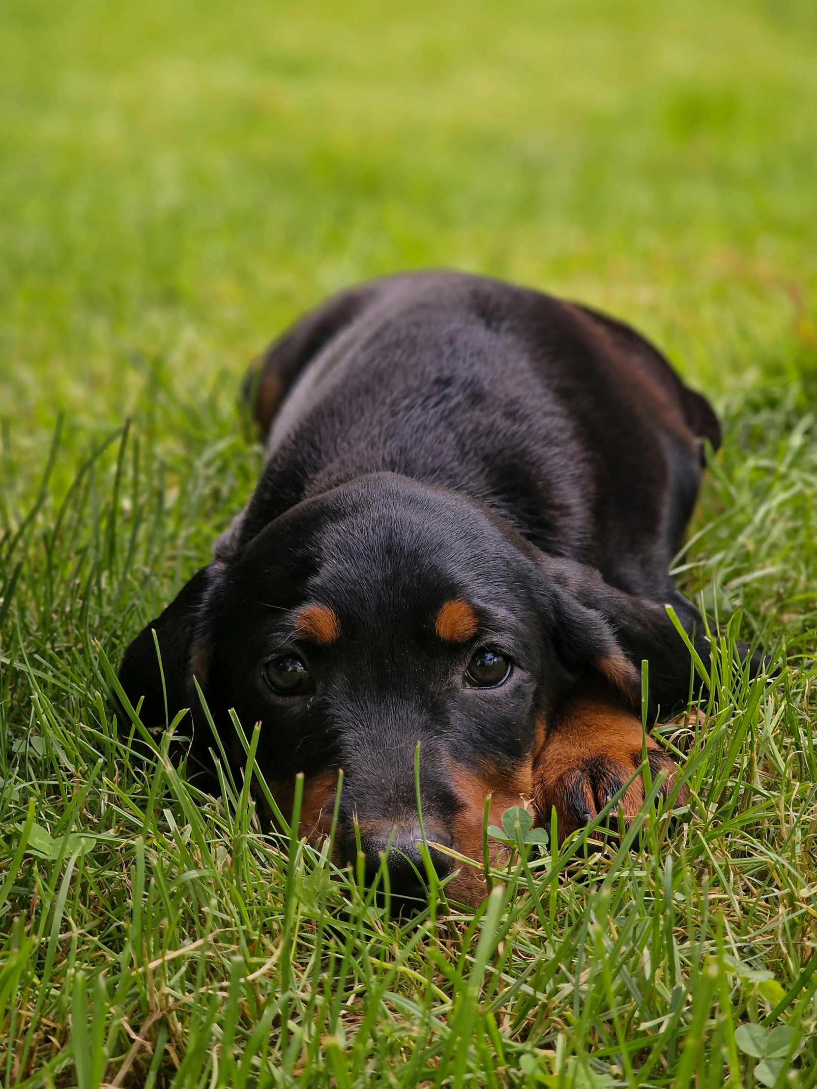 a black dog laying on top of a green grass covered field