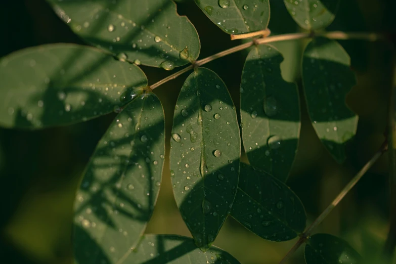 the back leaves have little water droplets on them