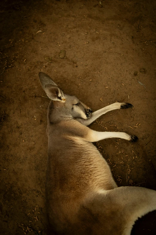 an animal that is laying down on the ground