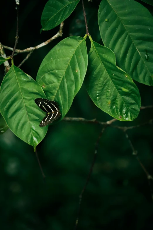 a brown and black erfly is on a green leaf
