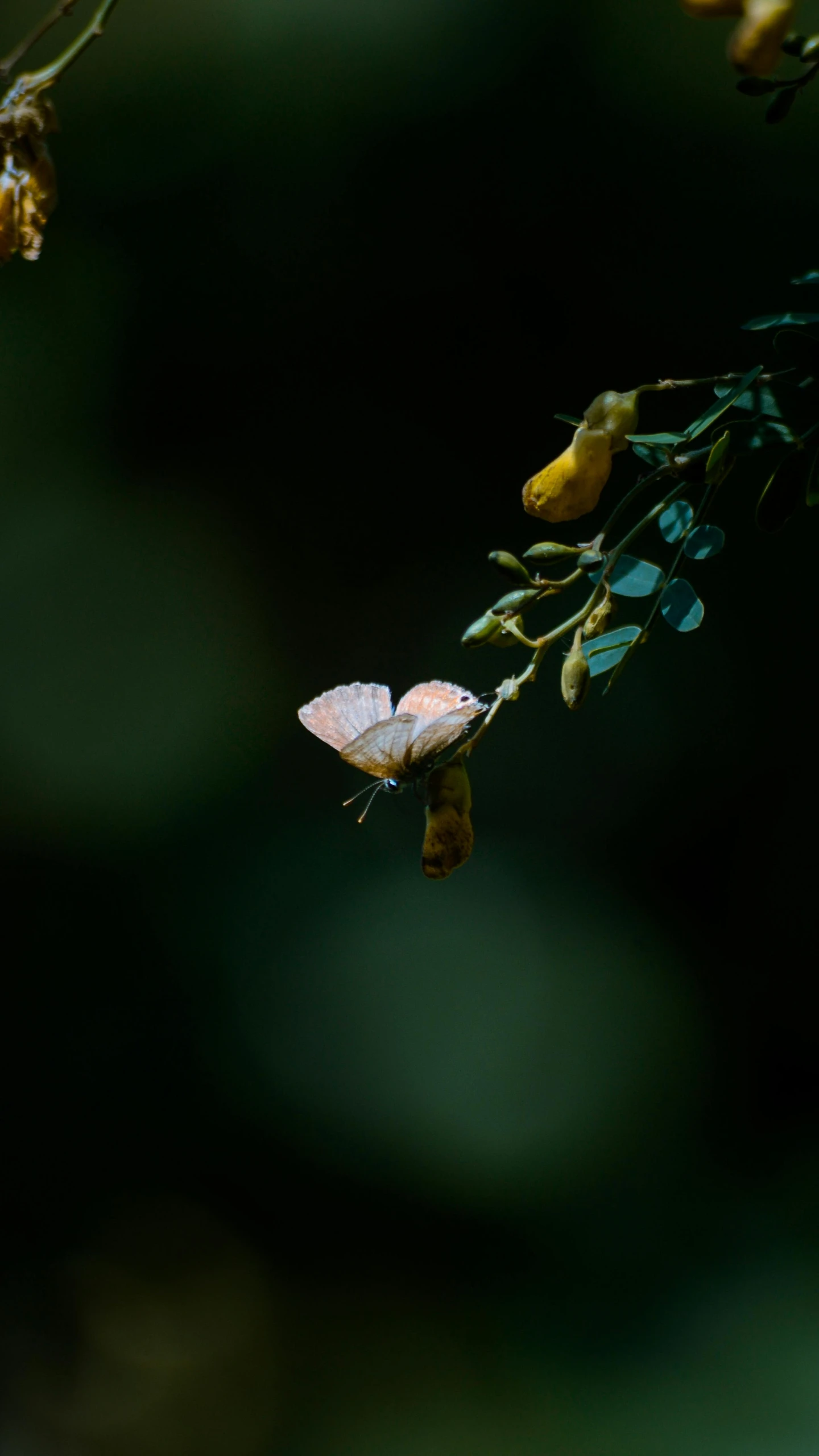 a pink erfly sitting on top of a green plant