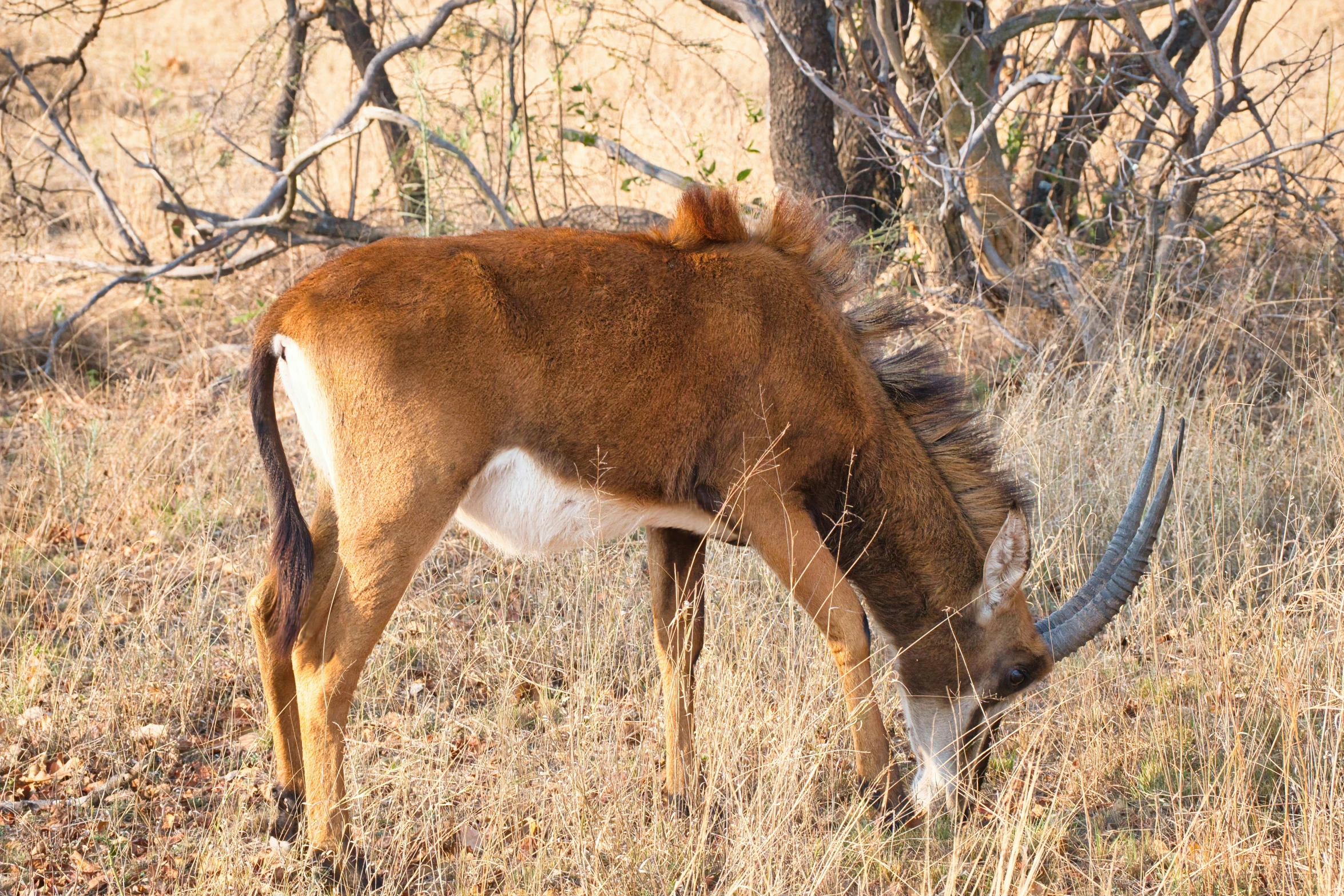 a gazelle grazing in a field near some trees