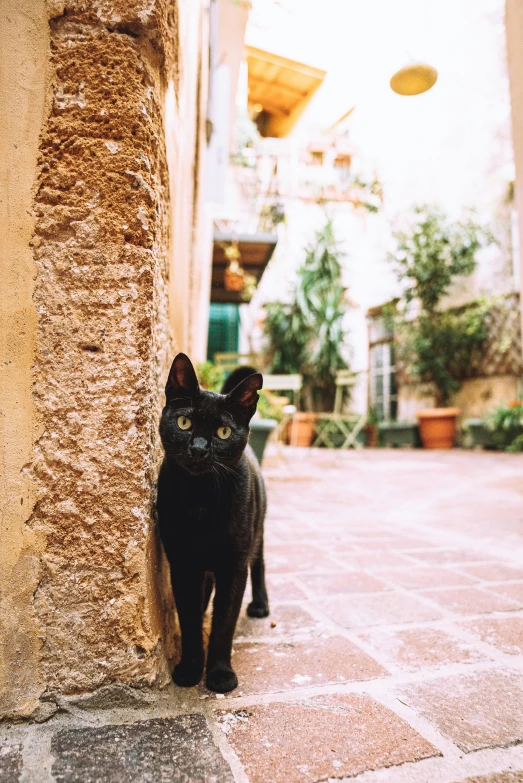 a black cat standing on top of a sidewalk next to a building