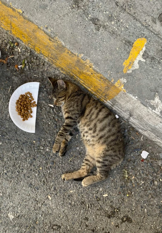 a cat that is laying down next to a bowl of food