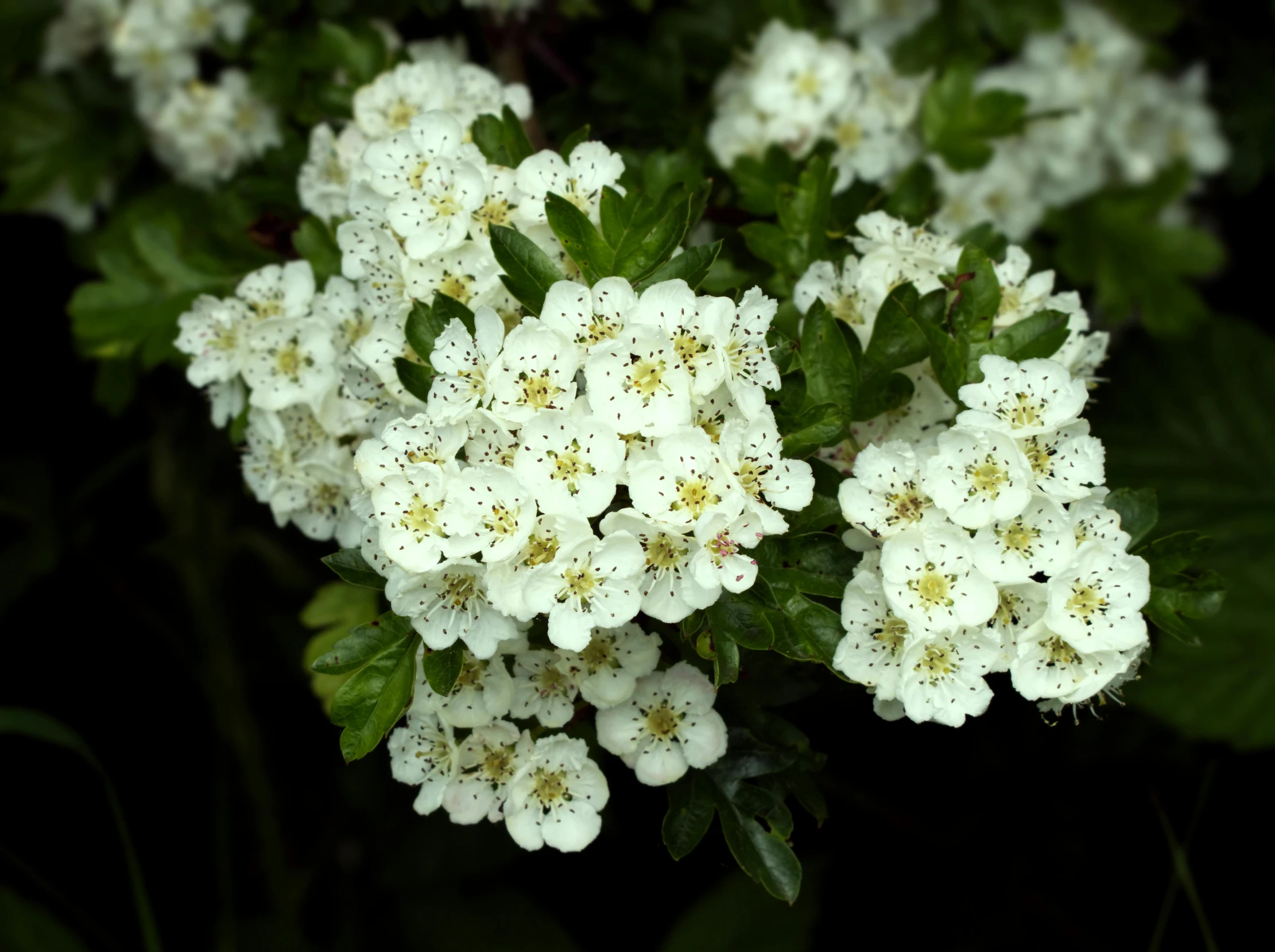 small white flowers on dark green leaves