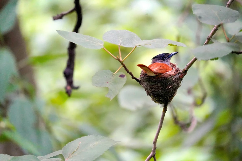 two robins are sitting on top of a plant