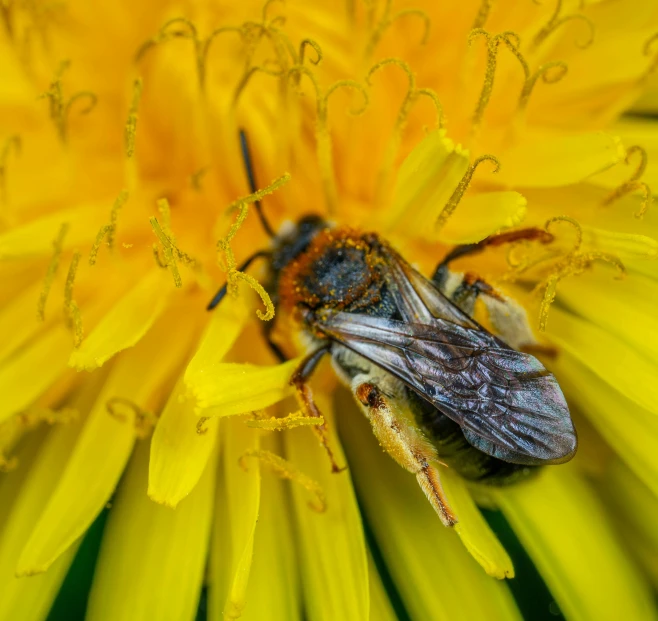 a honey bee that is on a flower