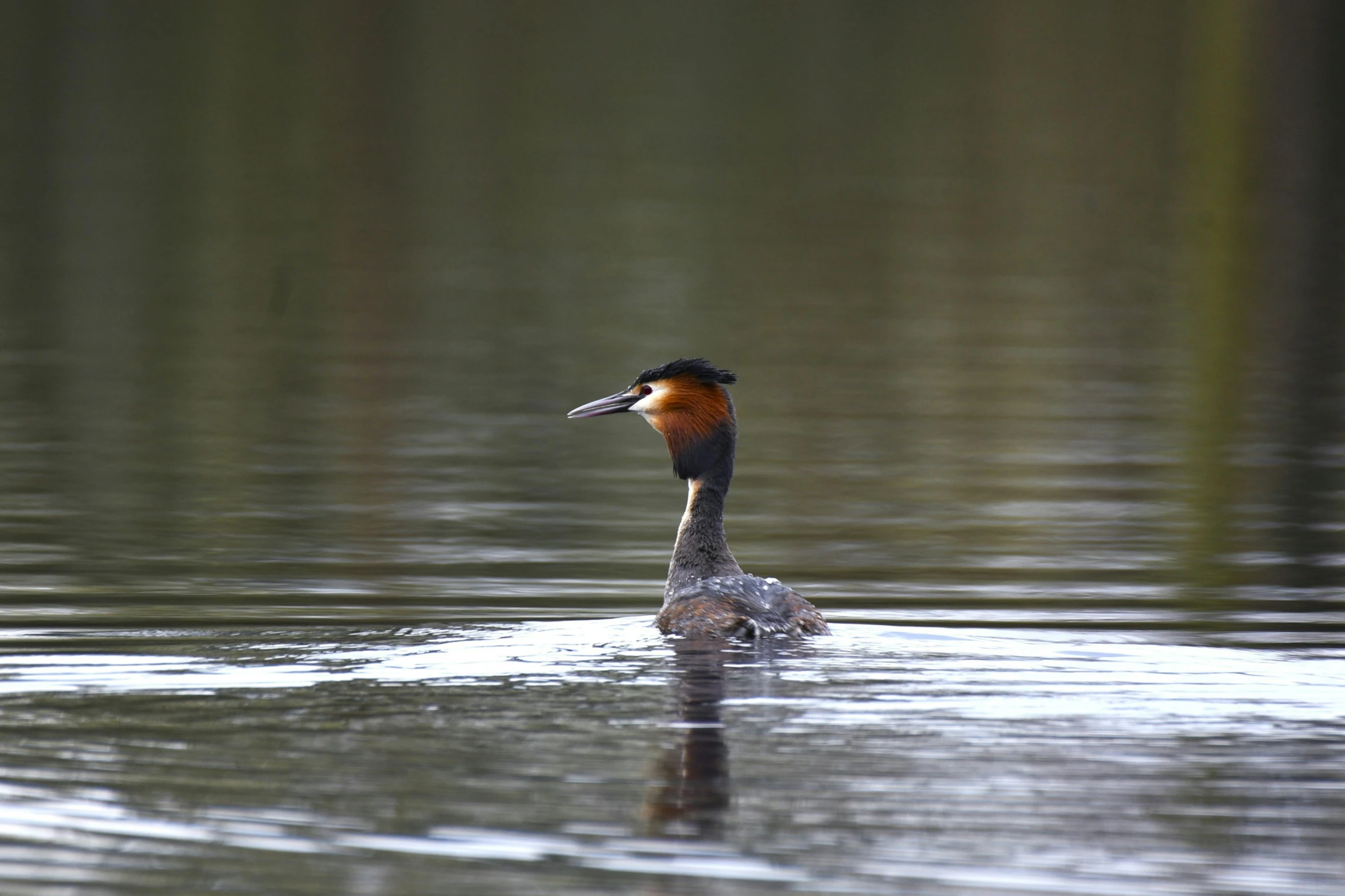 a bird with an orange  is sitting on a lake's water