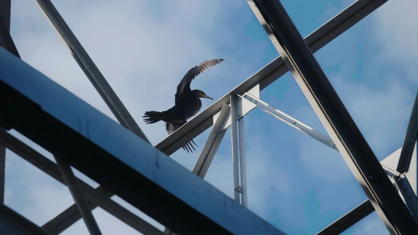 a black bird standing on the top of an industrial building