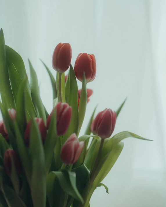 a bunch of tulips are in a vase