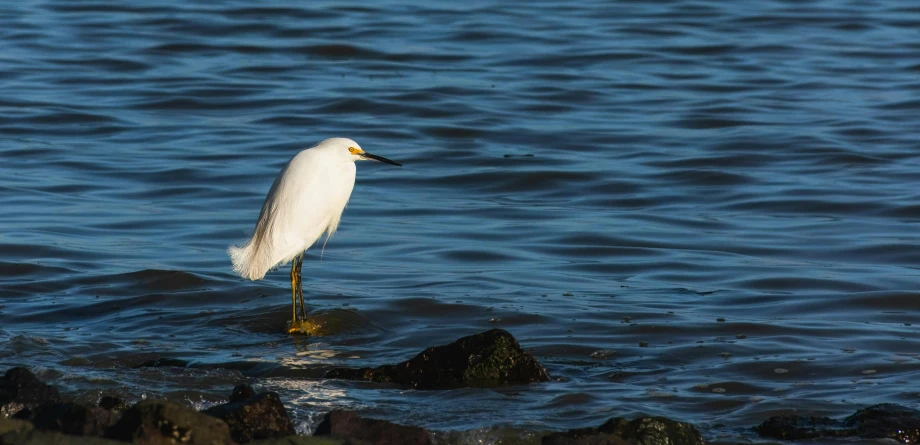 a small white bird standing in the water