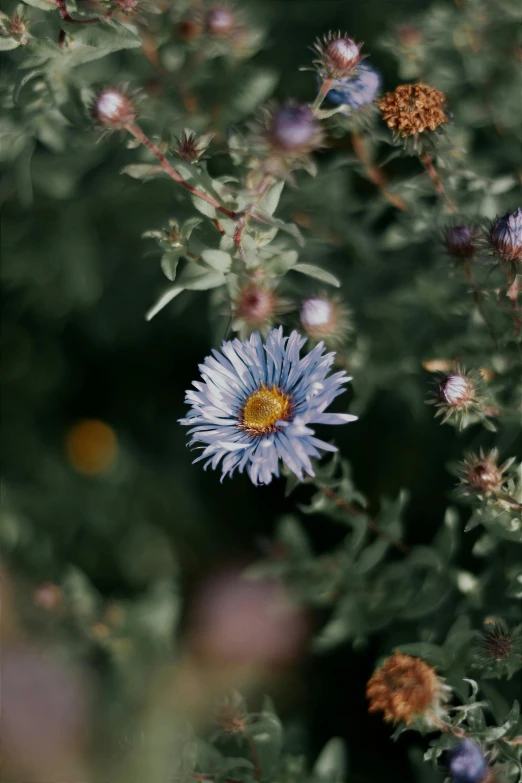 a blue flower with green stems and little purple flowers