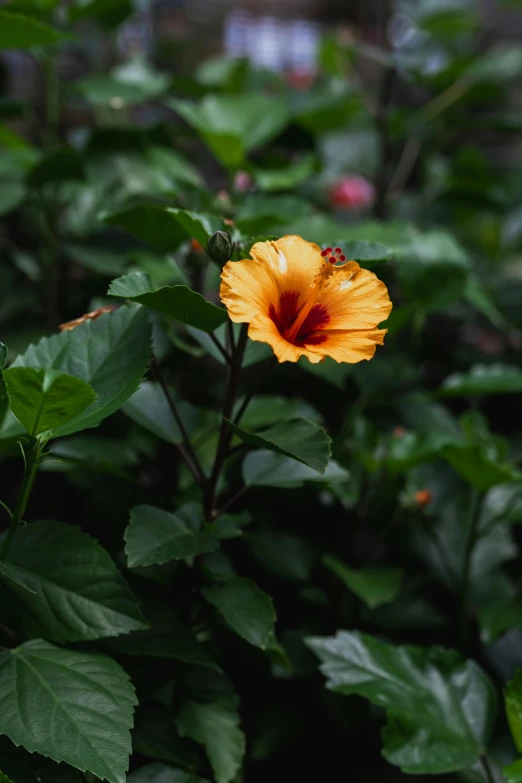 a yellow flower in the middle of the green leaves