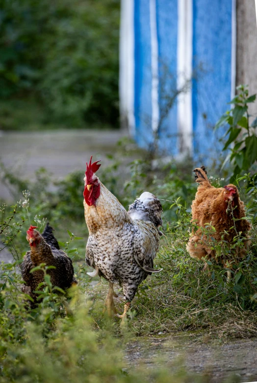 several chickens on the grass in front of a blue and white building