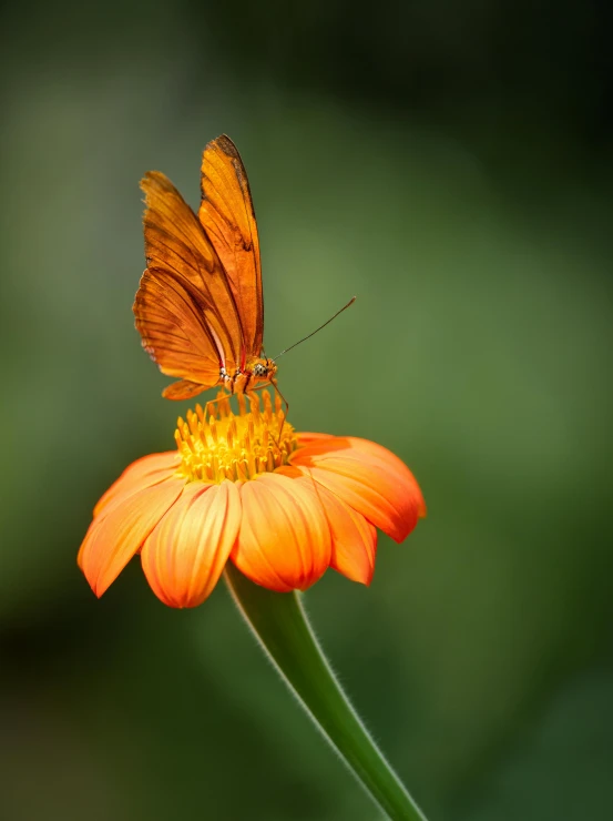 orange erfly sitting on an orange flower