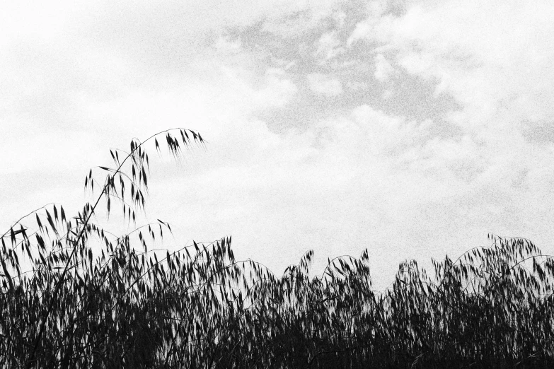 a bird is flying in the air above the tall grass